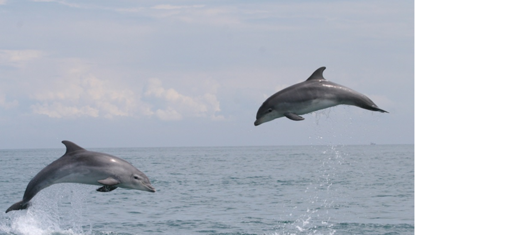 Grand dauphin (© GECC)