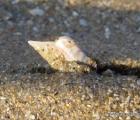 Sable moyen dunaire avec telline