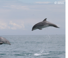 Grand dauphin (© GECC)