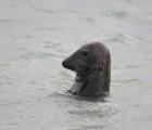 Phoque gris